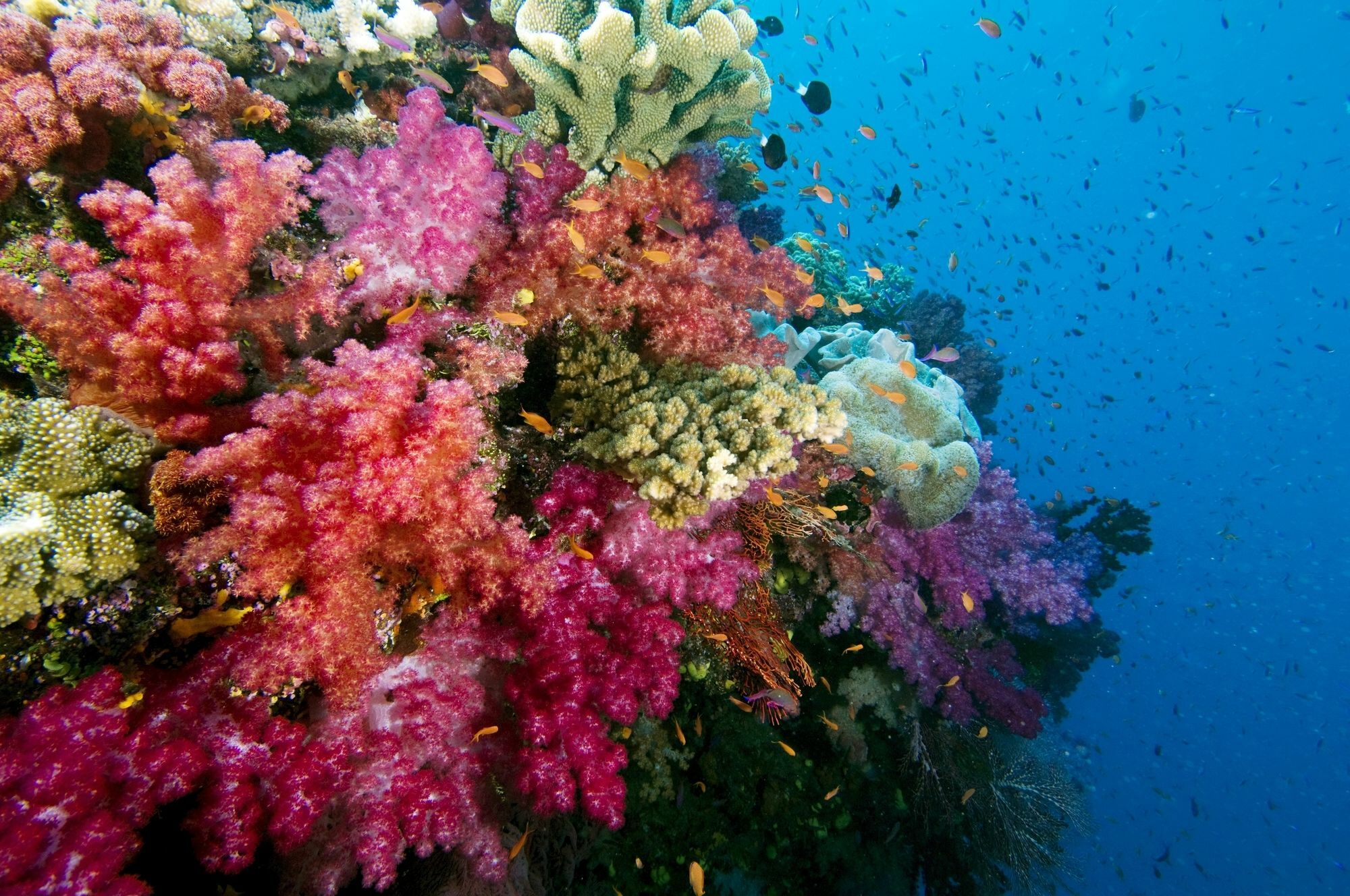 Jean-Michel Cousteau Resort Fiji Savusavu Ngoại thất bức ảnh